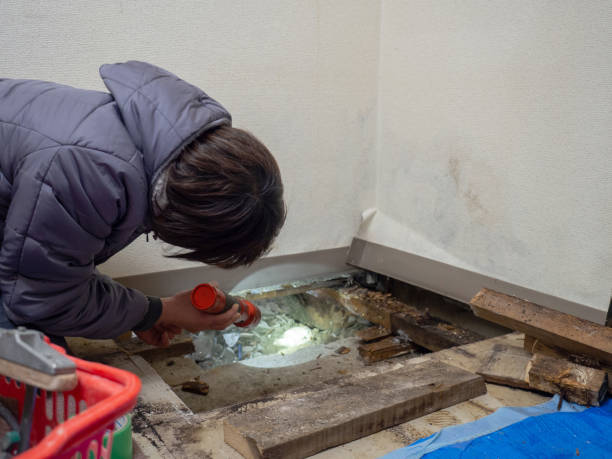 Best Attic Mold Removal  in Woodcreek, TX