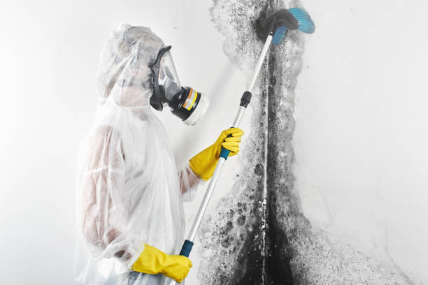 Best Mold Documentation for Insurance Claims  in Woodcreek, TX